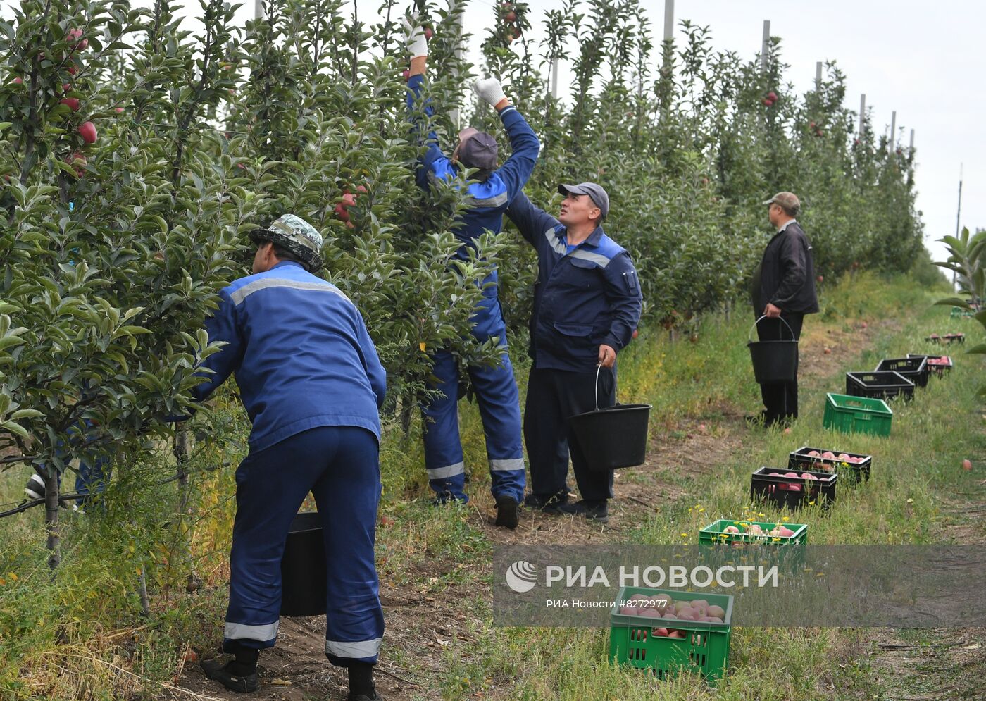 Сбор урожая яблок в ДНР