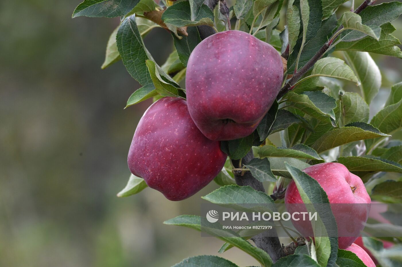 Сбор урожая яблок в ДНР