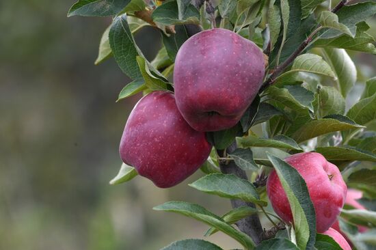 Сбор урожая яблок в ДНР