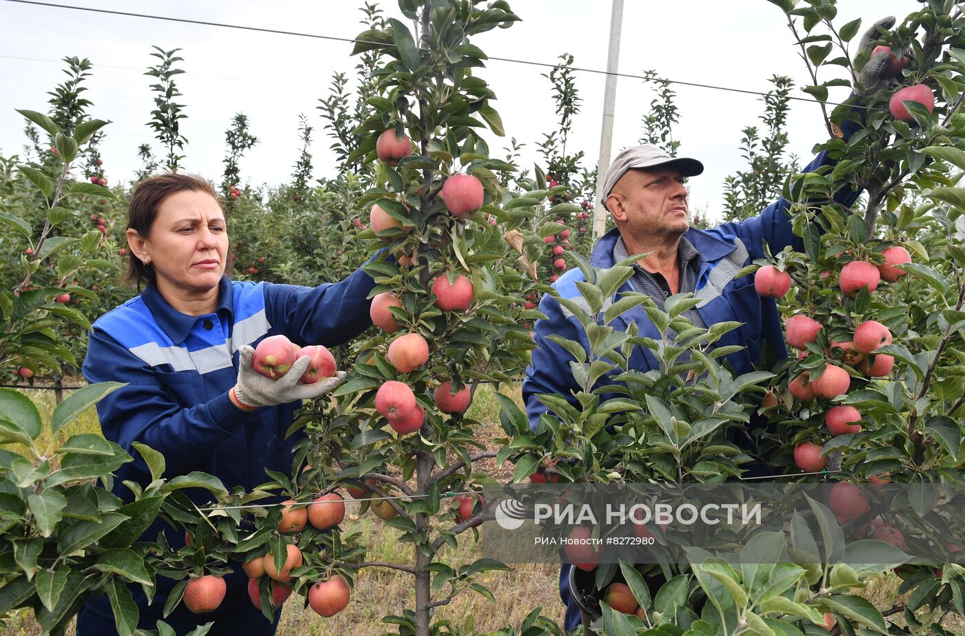 Сбор урожая яблок в ДНР
