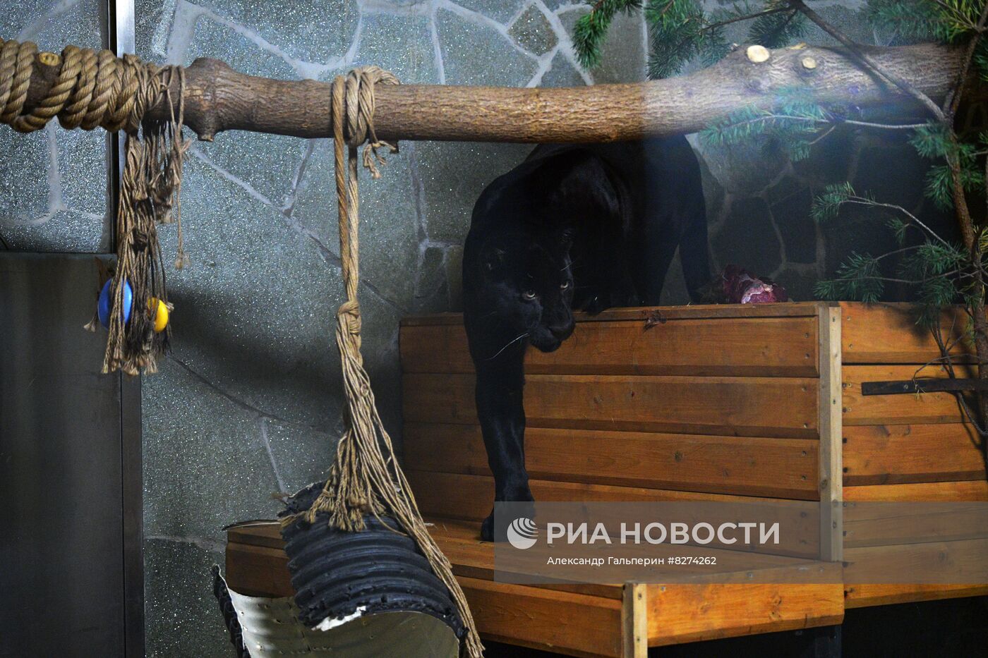 Черный ягуар появился в Ленинградском зоопарке