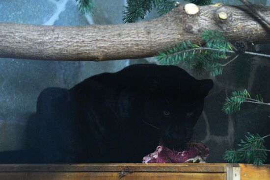 Черный ягуар появился в Ленинградском зоопарке