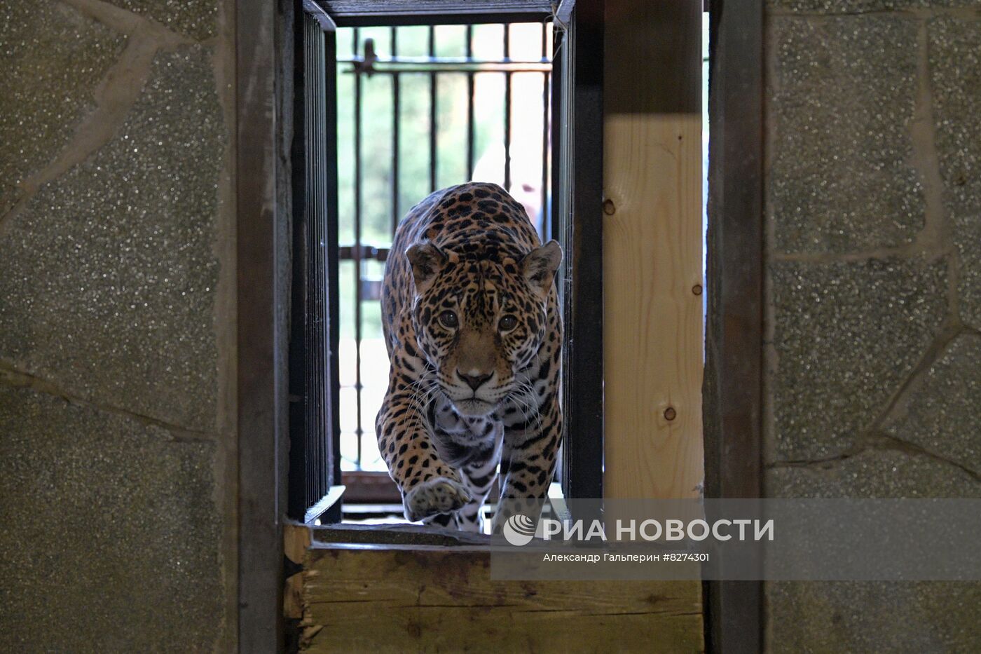 Черный ягуар появился в Ленинградском зоопарке | РИА Новости Медиабанк