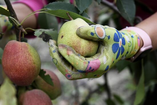 Сбор урожая груш в Крыму