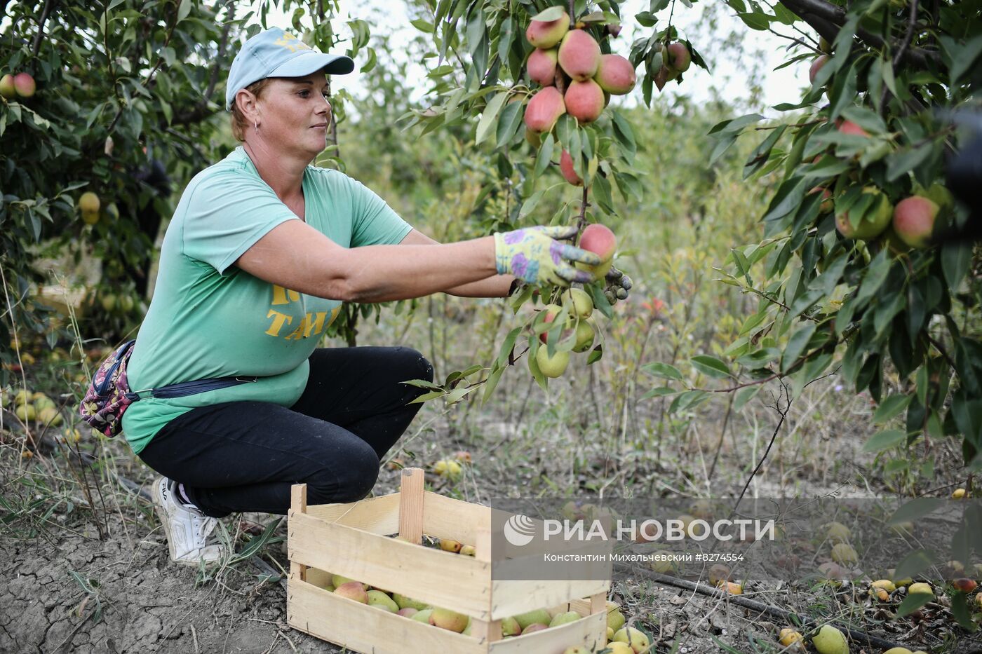 Сбор урожая груш в Крыму