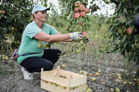 Сбор урожая груш в Крыму