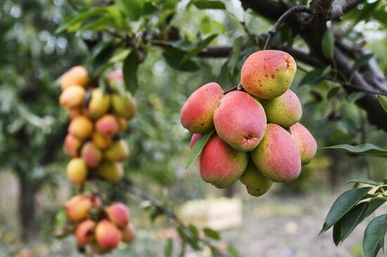 Сбор урожая груш в Крыму