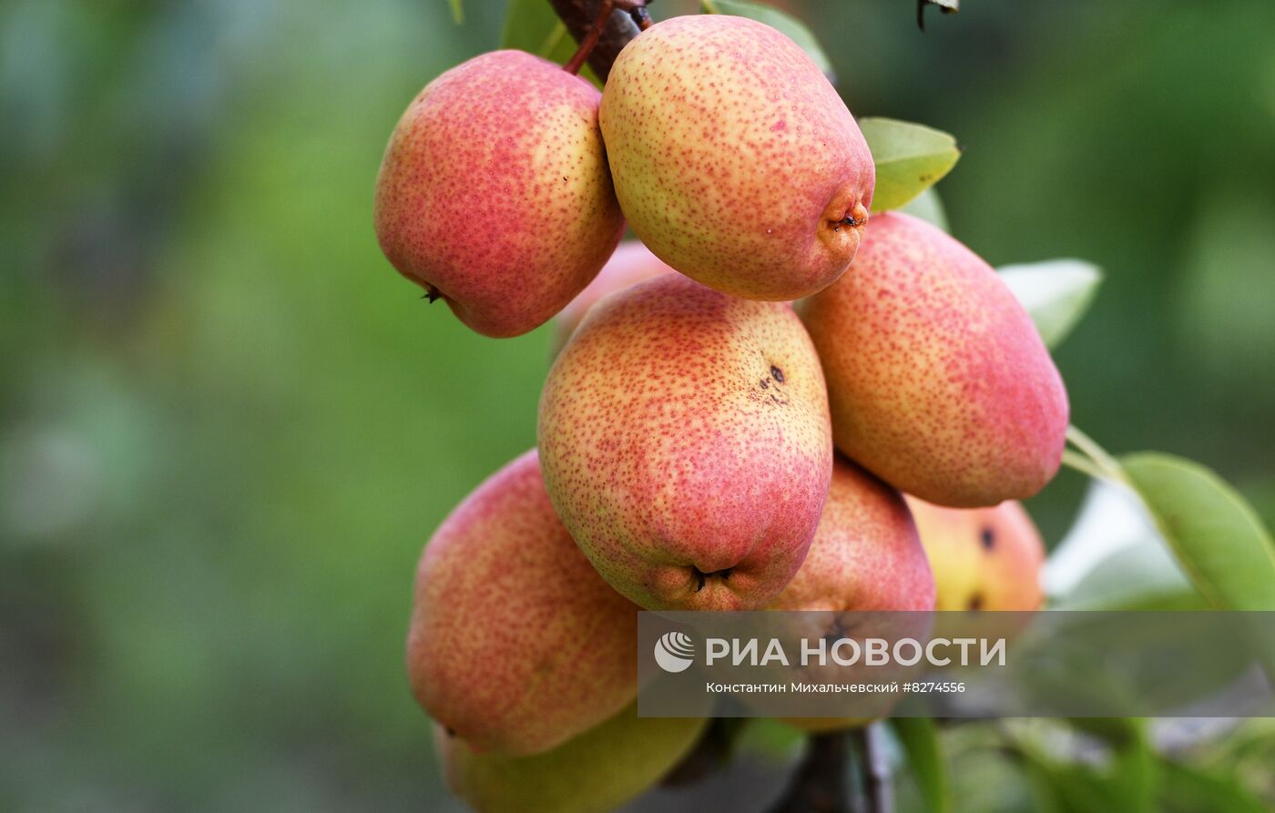 Сбор урожая груш в Крыму