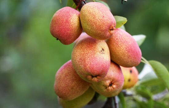 Сбор урожая груш в Крыму