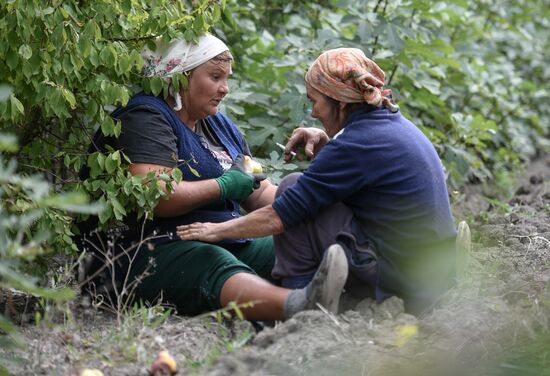 Сбор урожая груш в Крыму