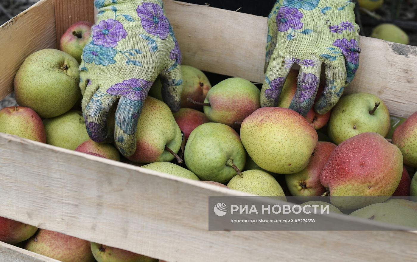 Сбор урожая груш в Крыму