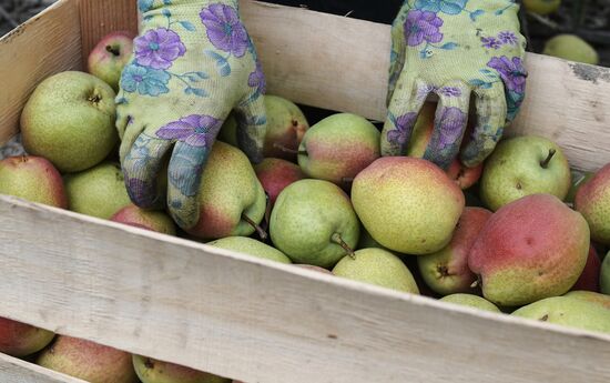 Сбор урожая груш в Крыму