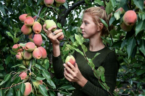 Сбор урожая груш в Крыму