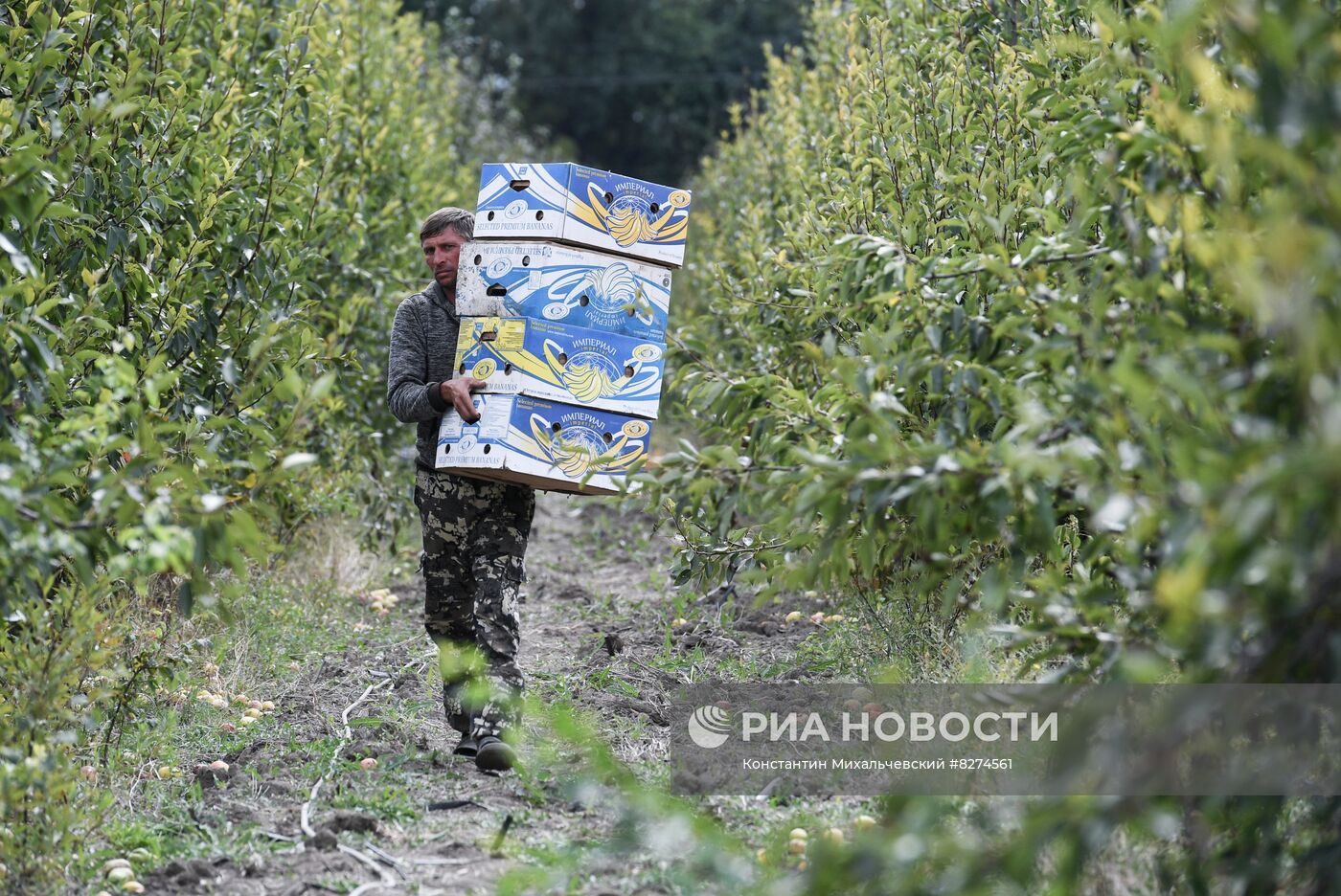 Сбор урожая груш в Крыму