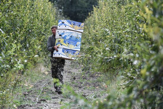 Сбор урожая груш в Крыму