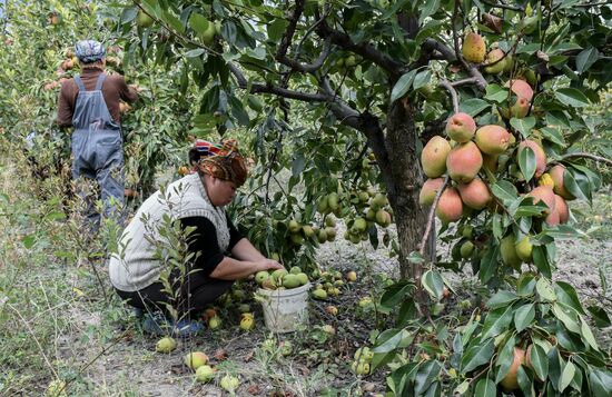 Сбор урожая груш в Крыму