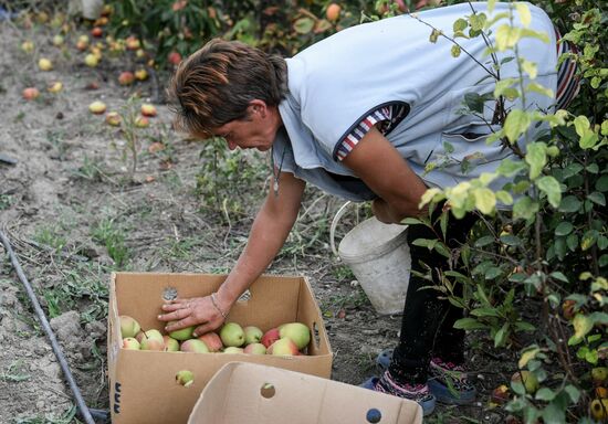 Сбор урожая груш в Крыму