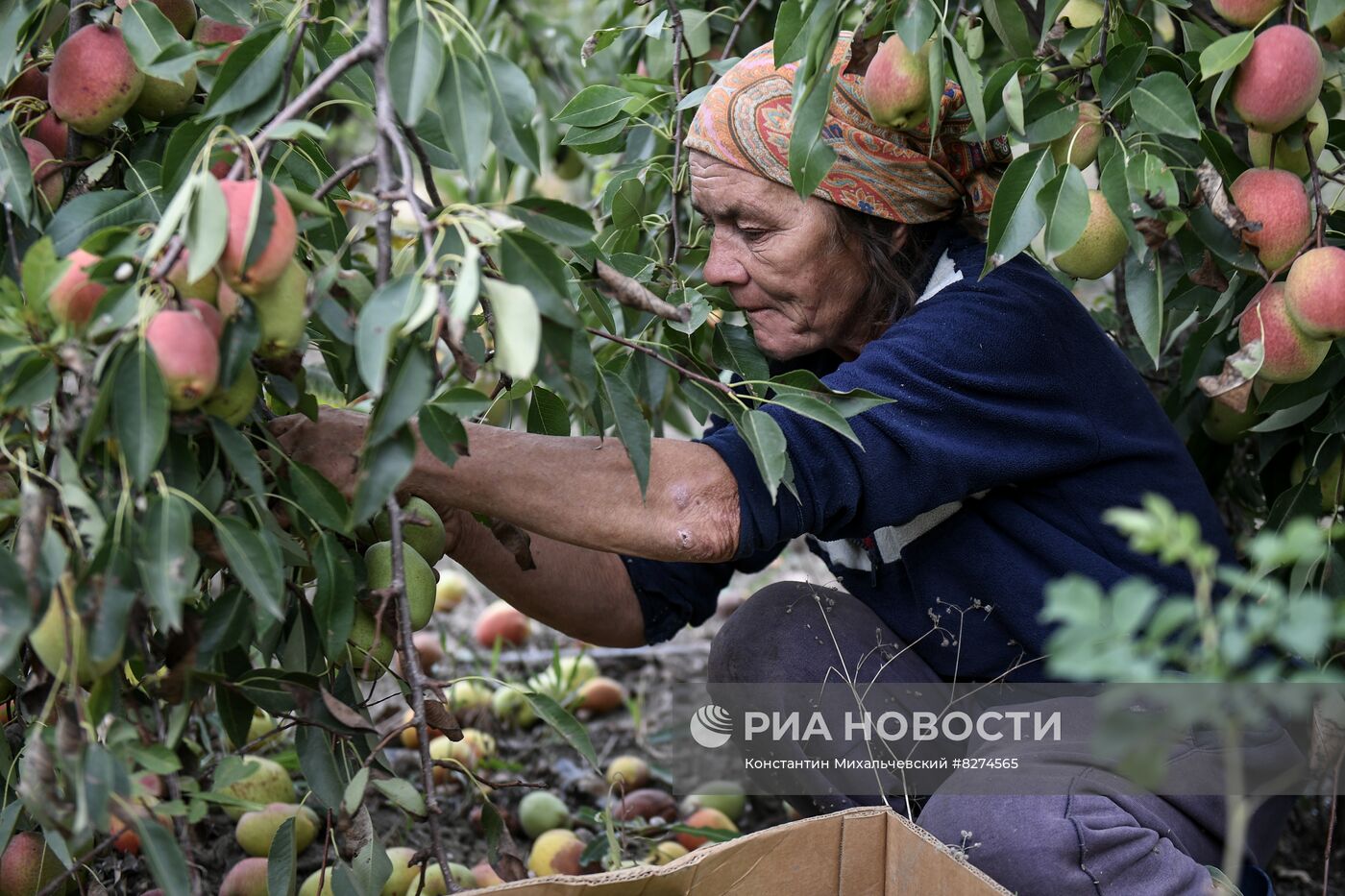 Сбор урожая груш в Крыму