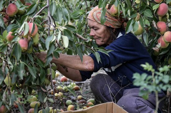 Сбор урожая груш в Крыму