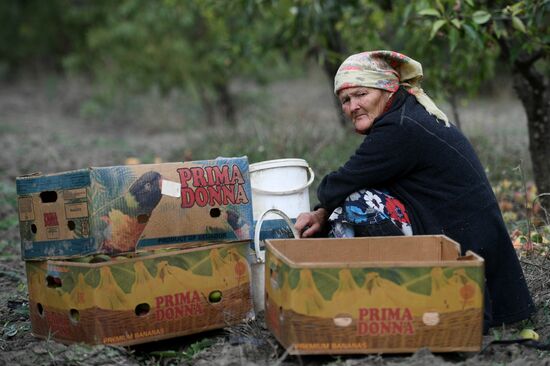 Сбор урожая груш в Крыму