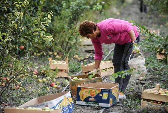 Сбор урожая груш в Крыму