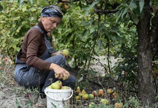 Сбор урожая груш в Крыму