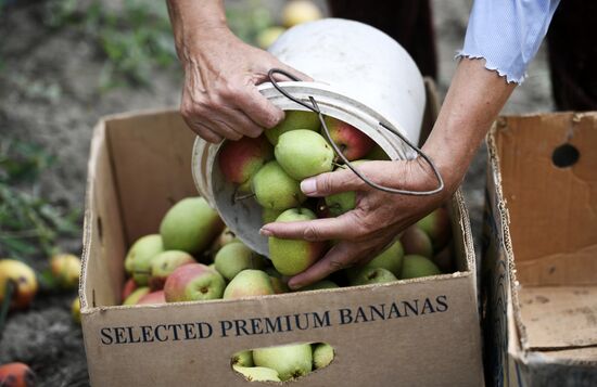 Сбор урожая груш в Крыму