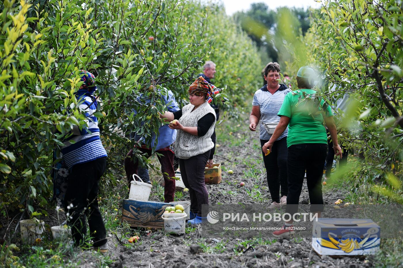Сбор урожая груш в Крыму