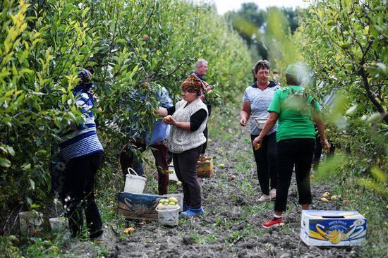 Сбор урожая груш в Крыму