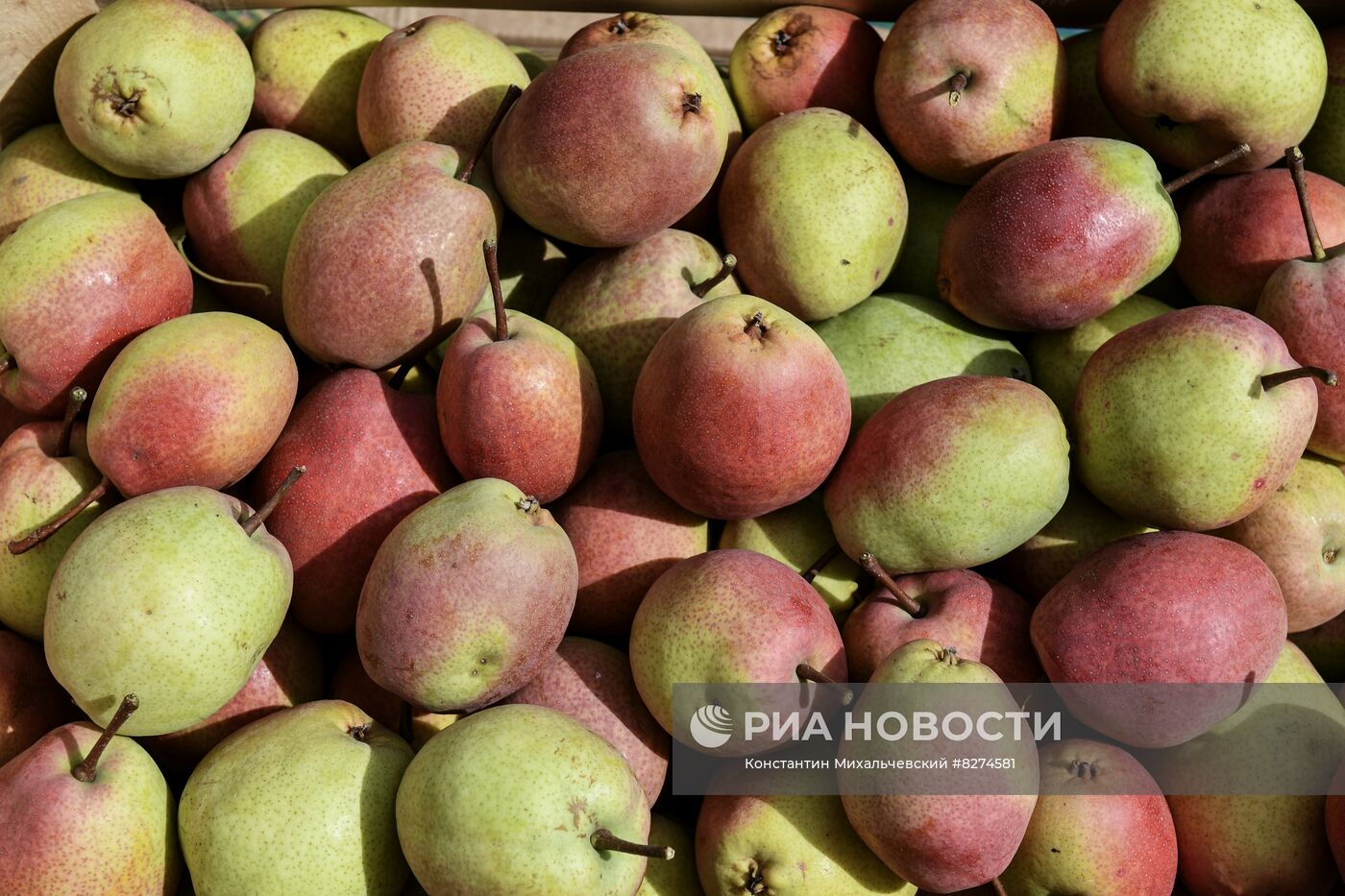 Сбор урожая груш в Крыму