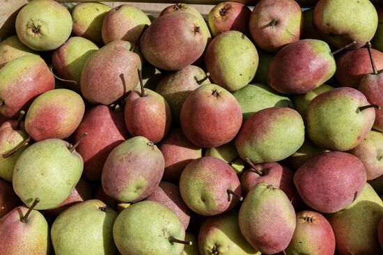 Сбор урожая груш в Крыму