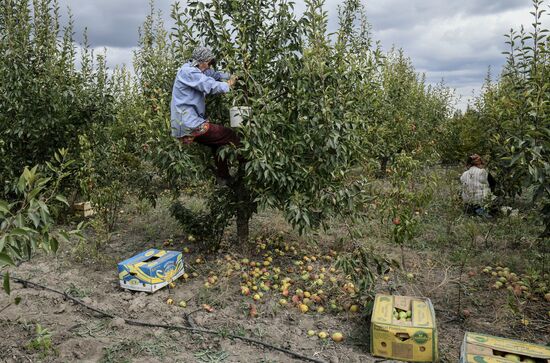 Сбор урожая груш в Крыму
