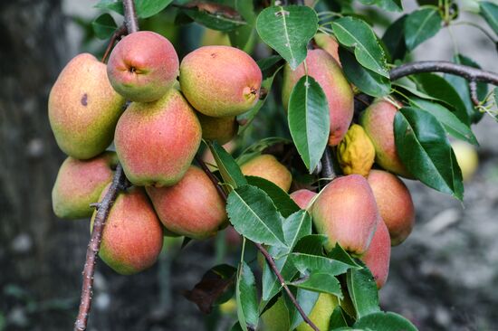 Сбор урожая груш в Крыму