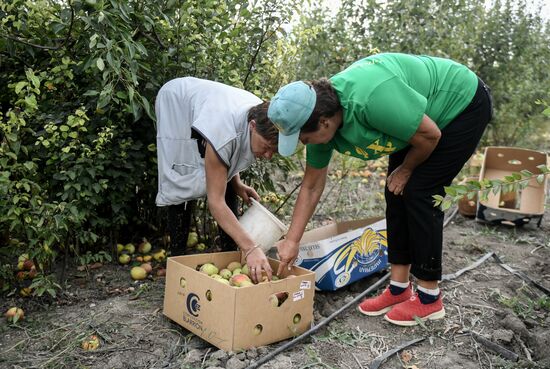 Сбор урожая груш в Крыму