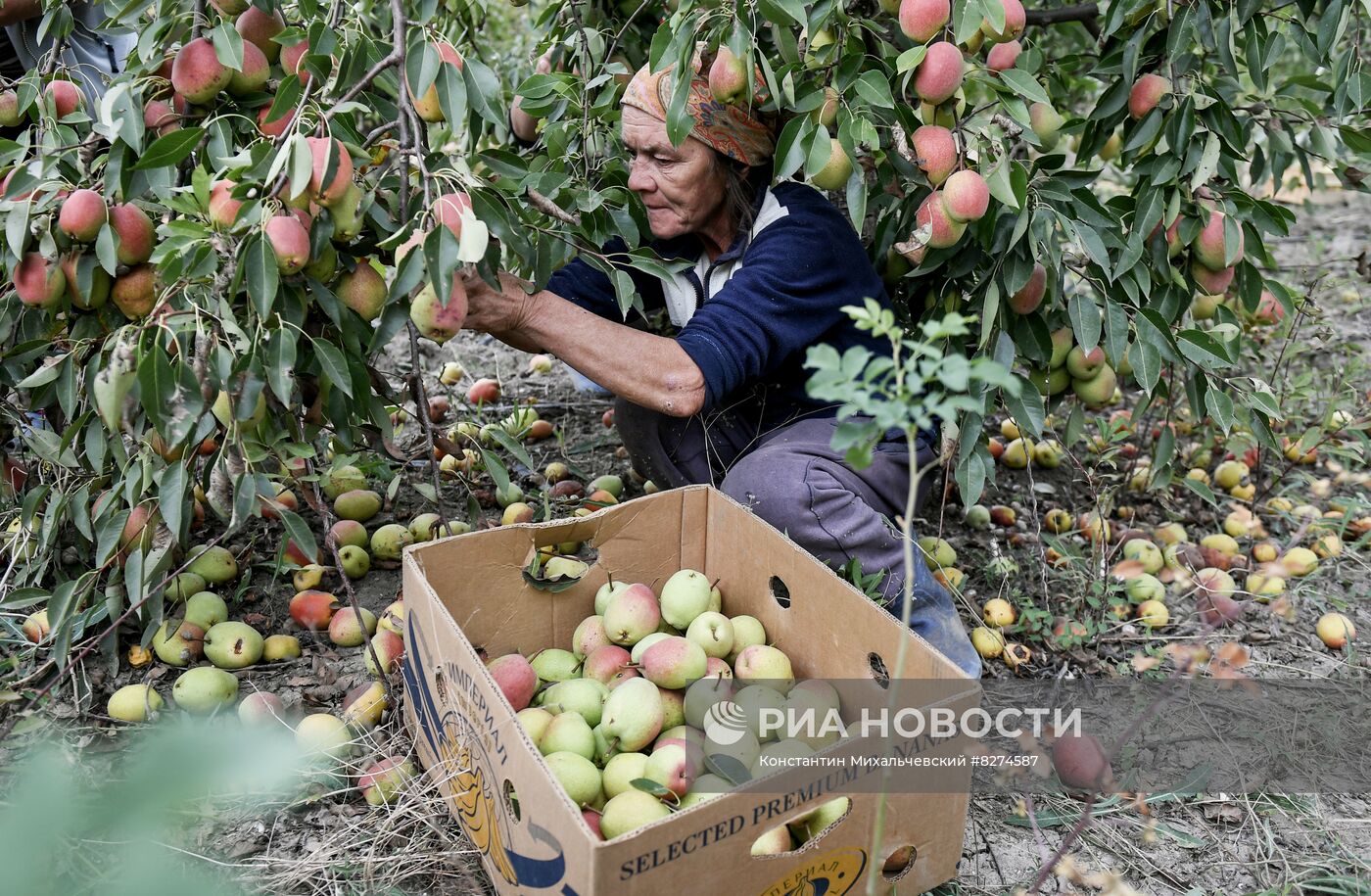 Сбор урожая груш в Крыму