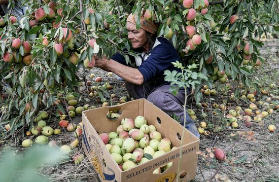 Сбор урожая груш в Крыму