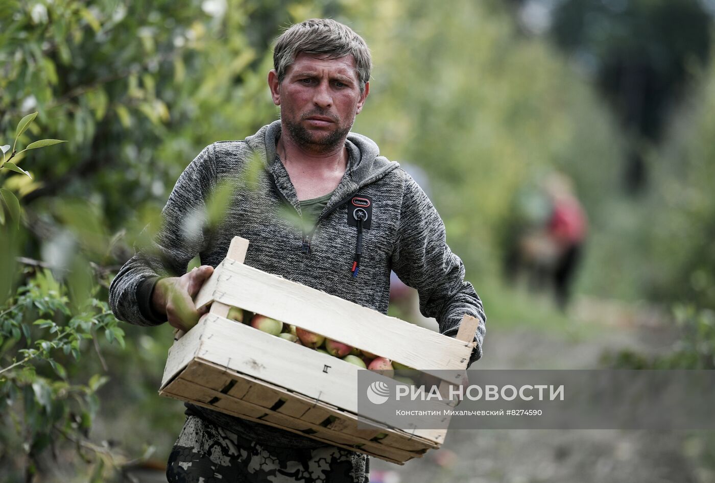 Сбор урожая груш в Крыму