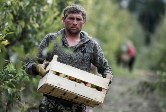 Сбор урожая груш в Крыму