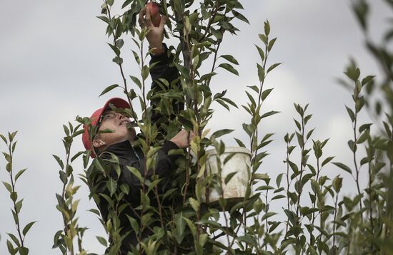 Сбор урожая груш в Крыму