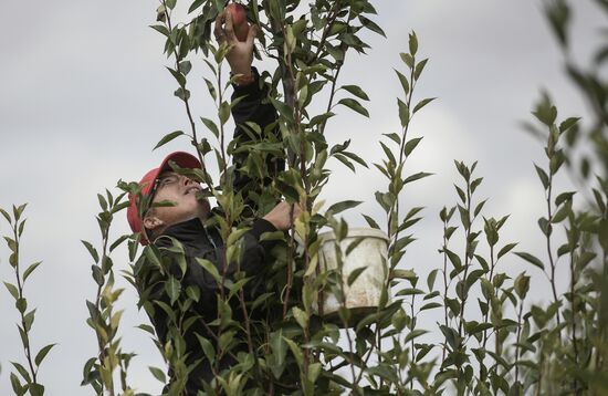 Сбор урожая груш в Крыму