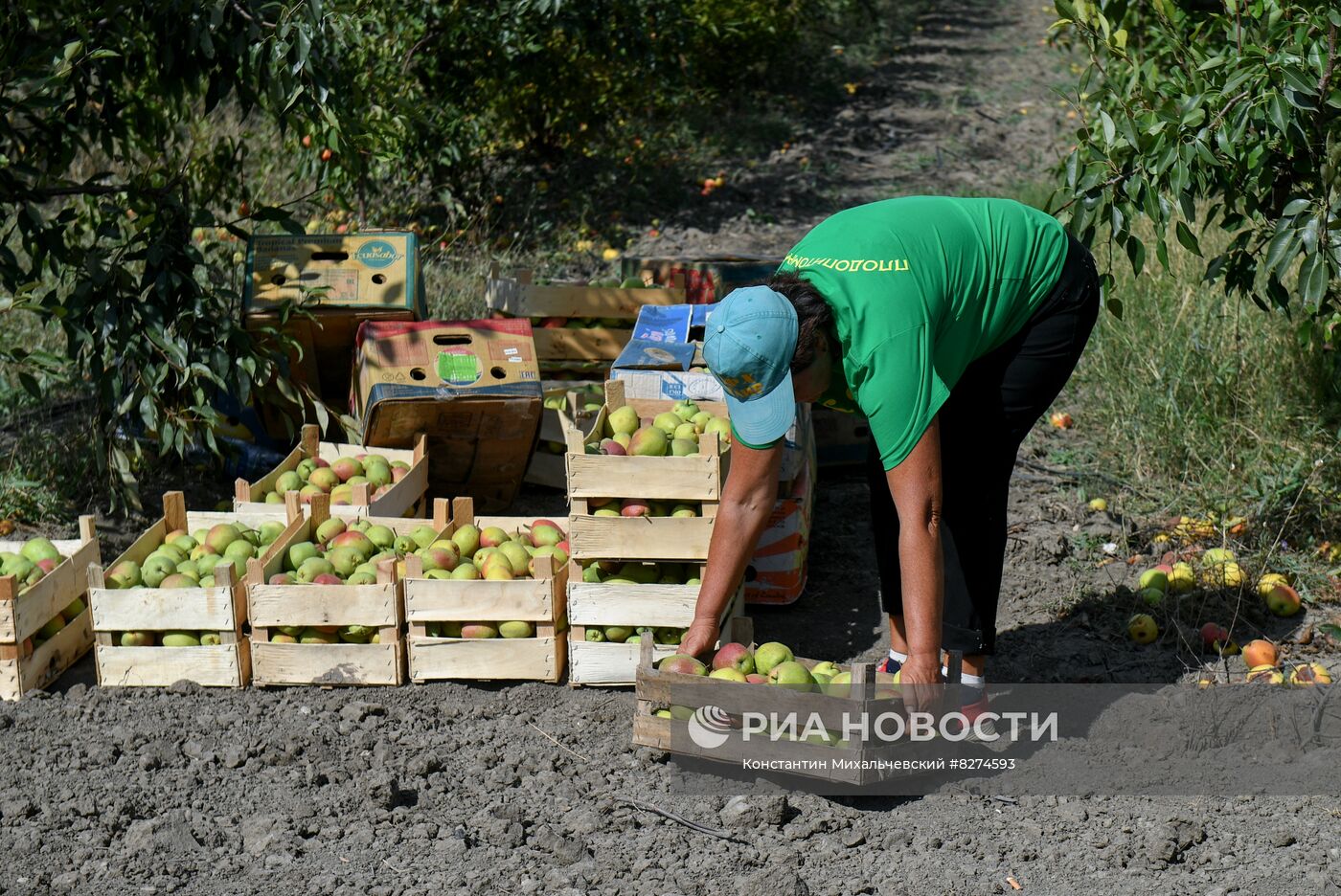 Сбор урожая груш в Крыму