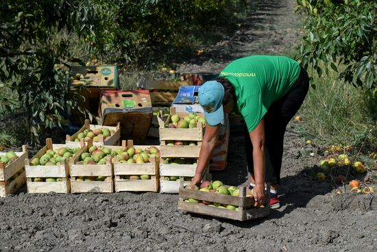 Сбор урожая груш в Крыму