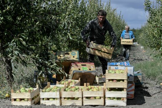 Сбор урожая груш в Крыму