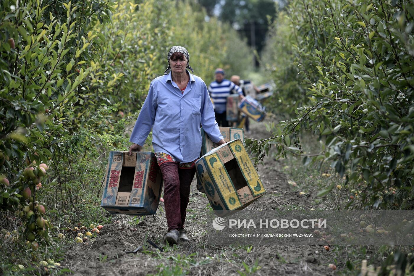 Сбор урожая груш в Крыму