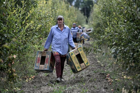 Сбор урожая груш в Крыму