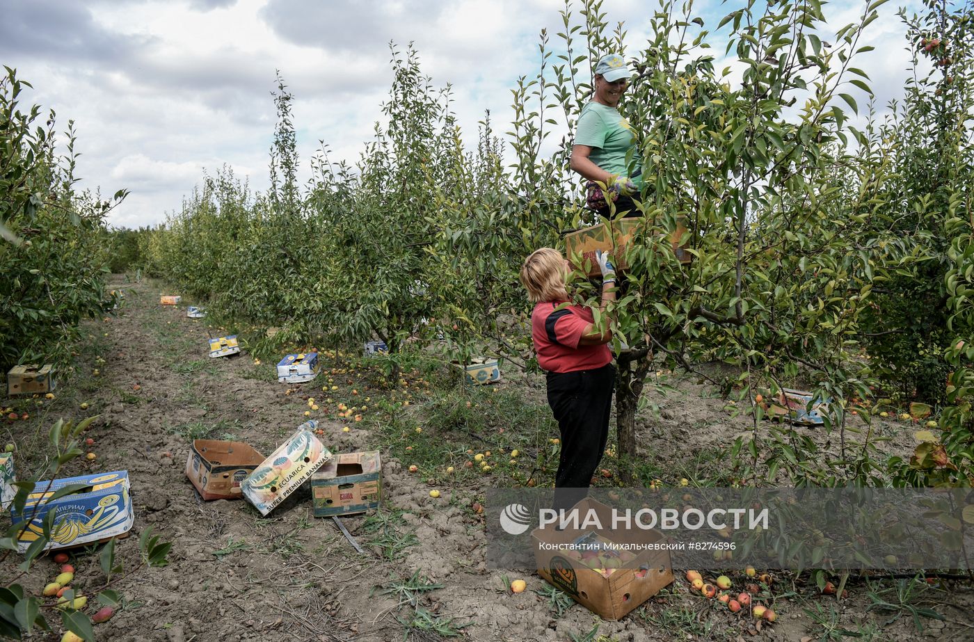 Сбор урожая груш в Крыму
