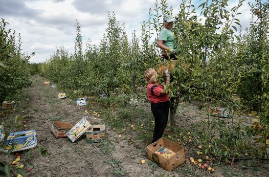 Сбор урожая груш в Крыму