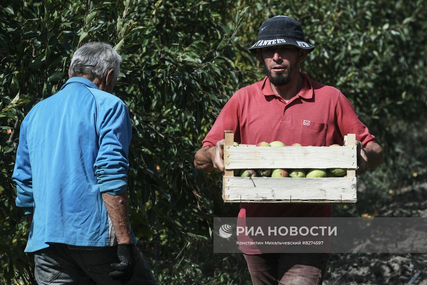 Сбор урожая груш в Крыму