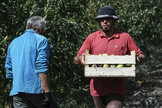 Сбор урожая груш в Крыму