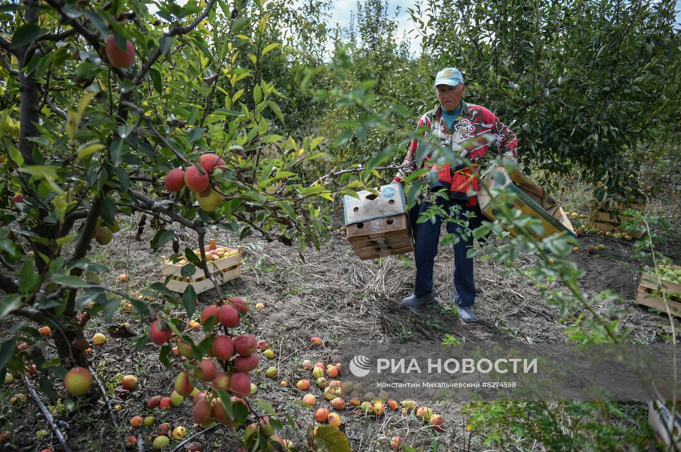 Сбор урожая груш в Крыму
